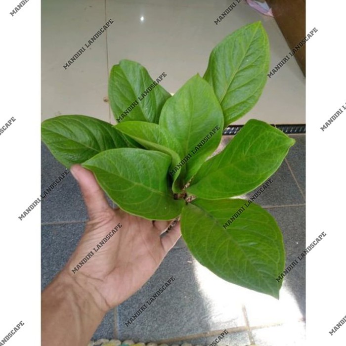PROMO Tanaman Hias Anthurium Supernova