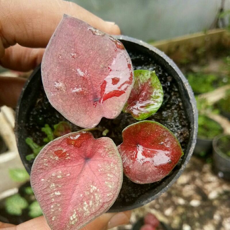 Bibit Caladium Hybrid Thailand ~ Seven Luck type daun bulat ~ seven luck bangkok