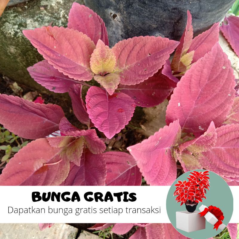 BUNGA MIANA / MIANA STEK / MIANA MURAH / MIANA PREMIUM / MIANA HIDUP / BUNGA HIDUP