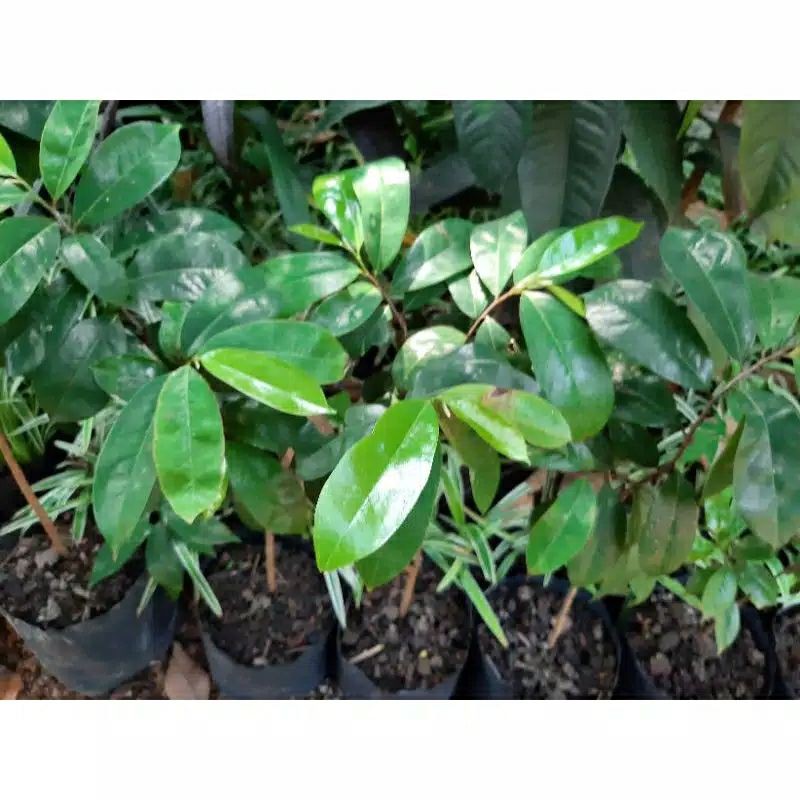 

bibit pohon nangka landa