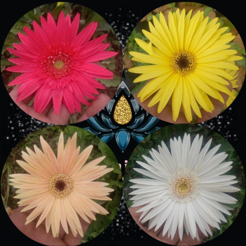 bibit tanaman hias herbras/gerbera