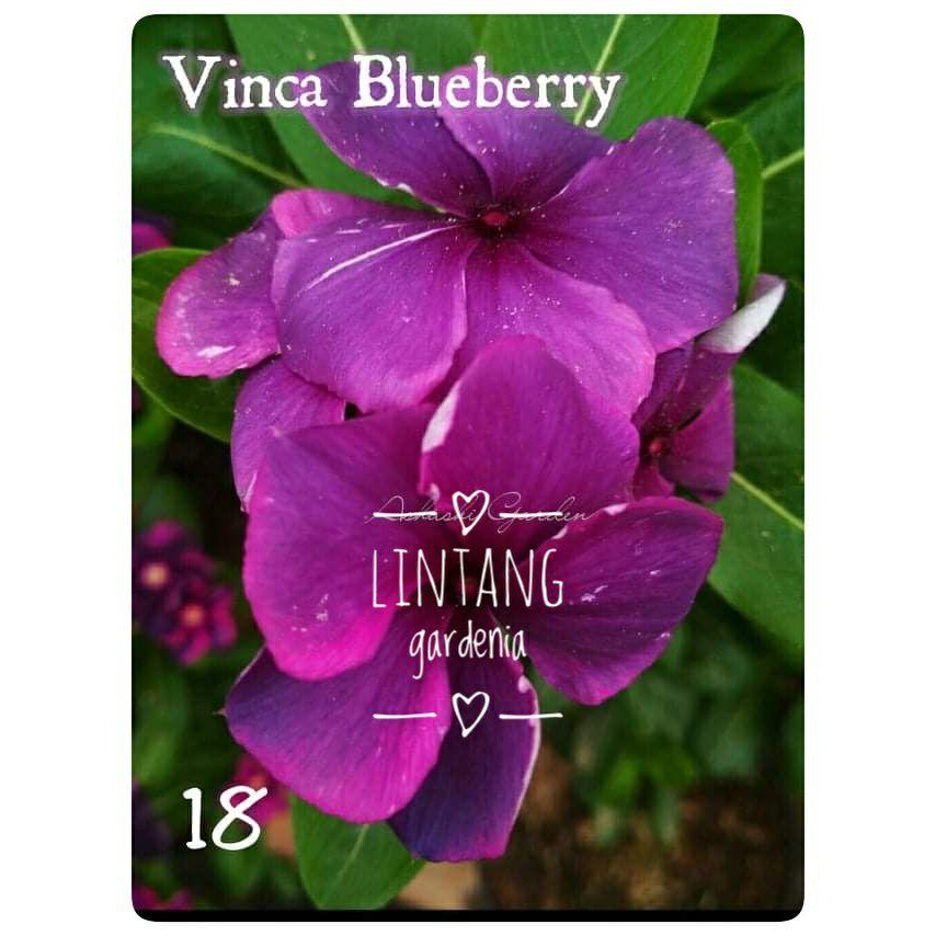 Bunga Vinca Juntai Id Warna 18 Biji Benih Tanaman Bunga Vinca Shopee Indonesia