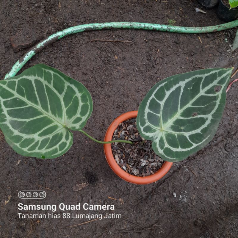 tanaman hias kuping gajah silver hope dikirim sesuai foto sampuk