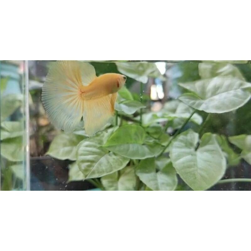 HALFMOON FANCY YELLOW