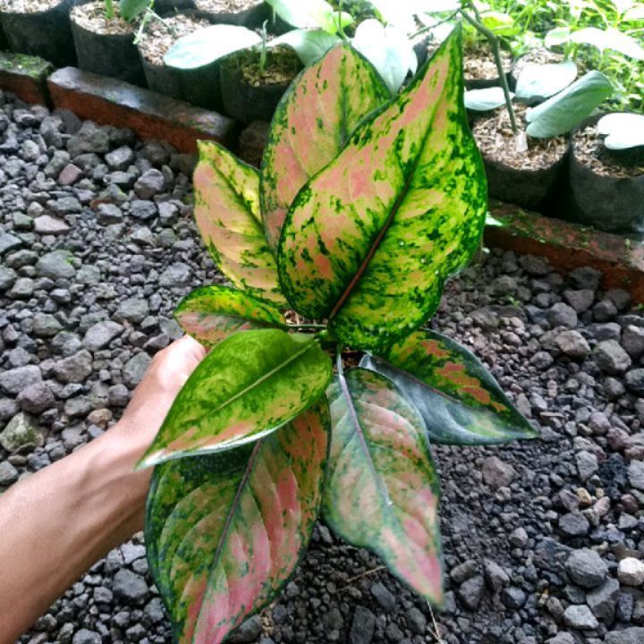 [COD] TANAMAN HIAS AGLONEMA / AGLONEMA MERAH / AGLONEMA HENG HENG