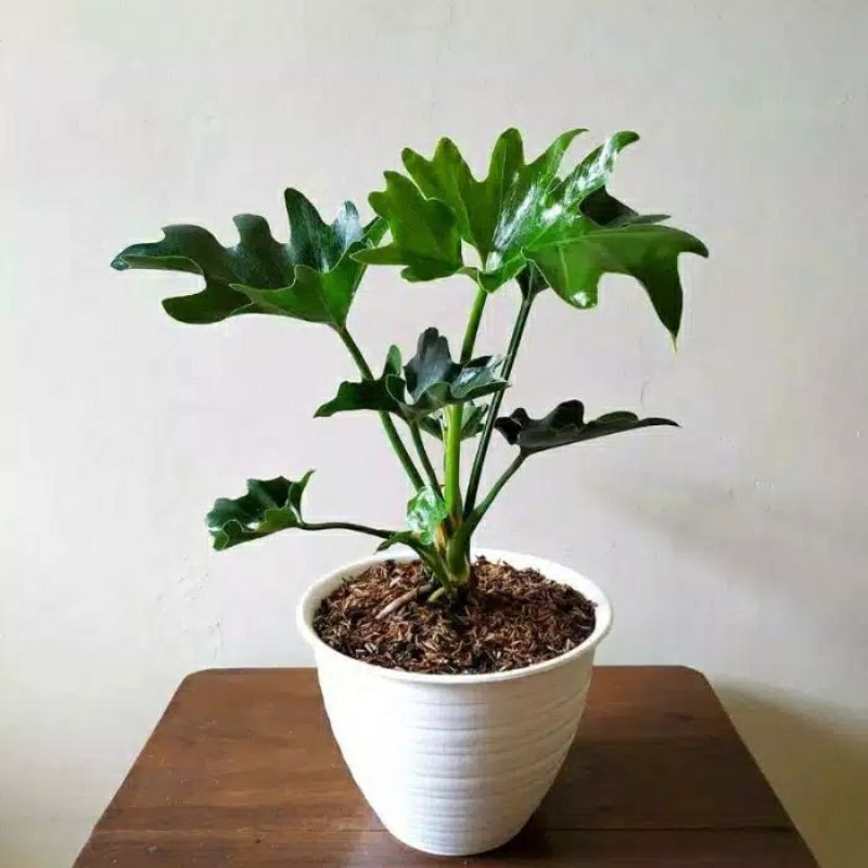 PHILODENDRON JARI TANAMAN HIAS HIDUP | COD | PROMO TANAMA PHILODENDRON JARI BERKUALITAS