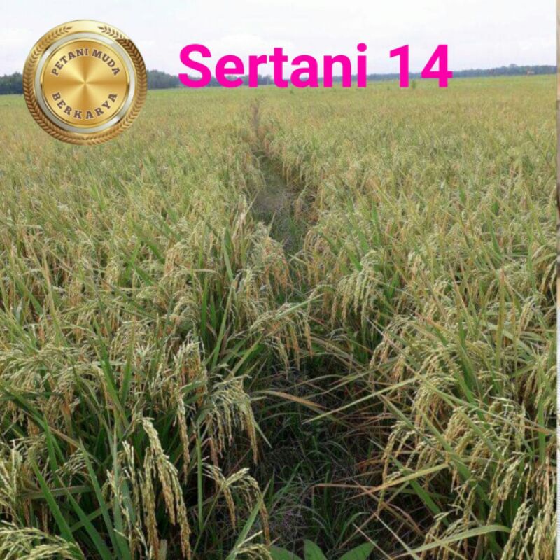 Benih Padi Sertani 14 nasi paling enak diantara varian jenis sertani bibit Padi MSP Lampung unggul
