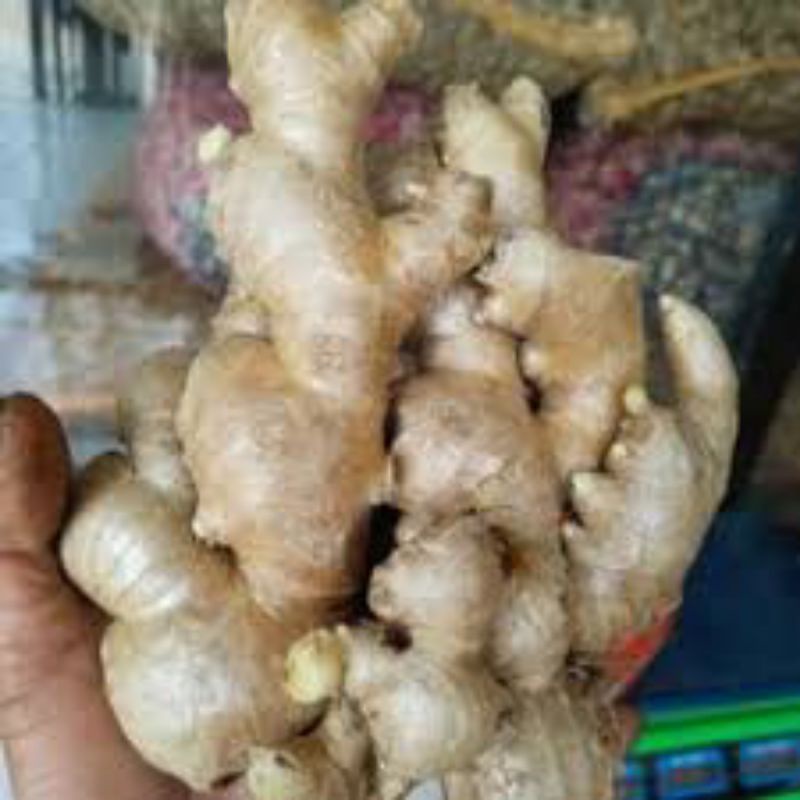 

jahe gajah super pres