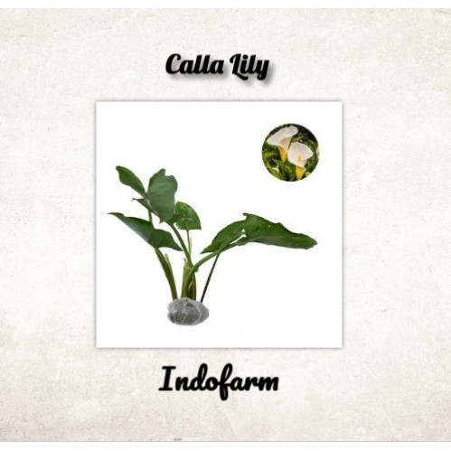 Tanaman Bibit Bunga Calla Lily