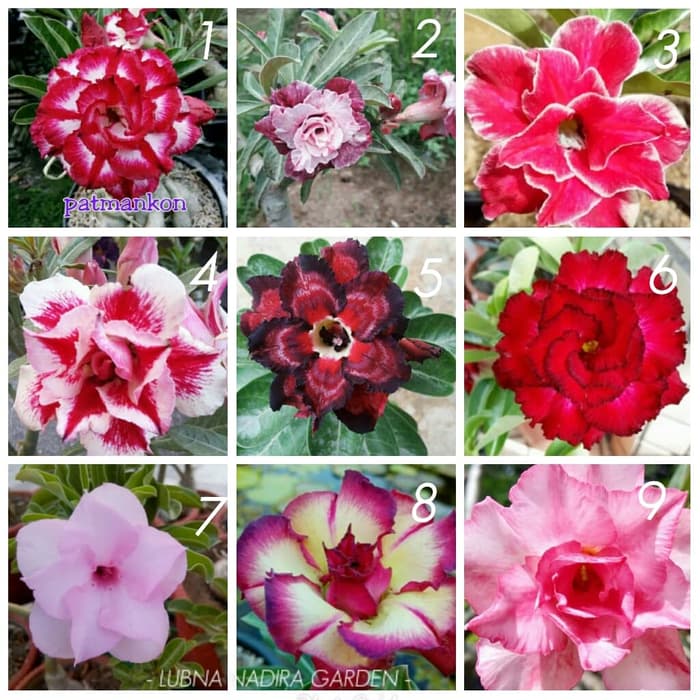 PROMO READY STOK tanaman adenium bunga tumpuk dari biji