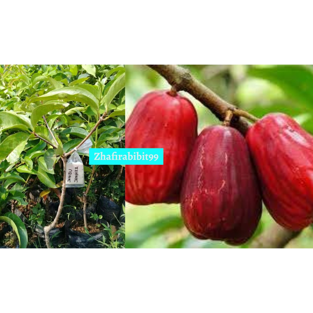 Bibit Jambu Jamaika Asli