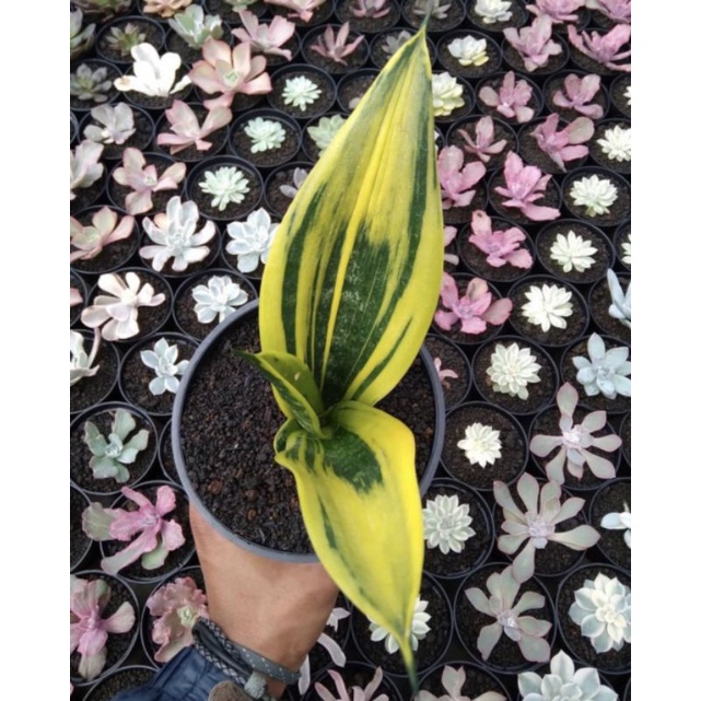 Sansevieria gold flame