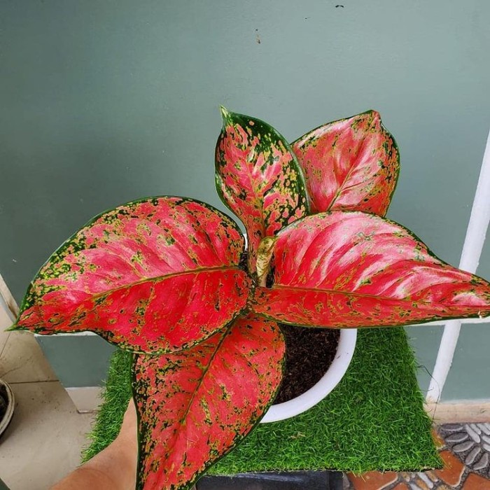 Tanaman hias aglonema big apple - pohon aglonema big apel