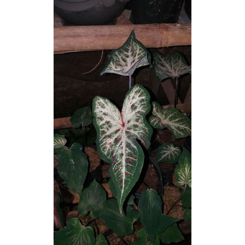 keladi hias wayang putih Ginggerlane