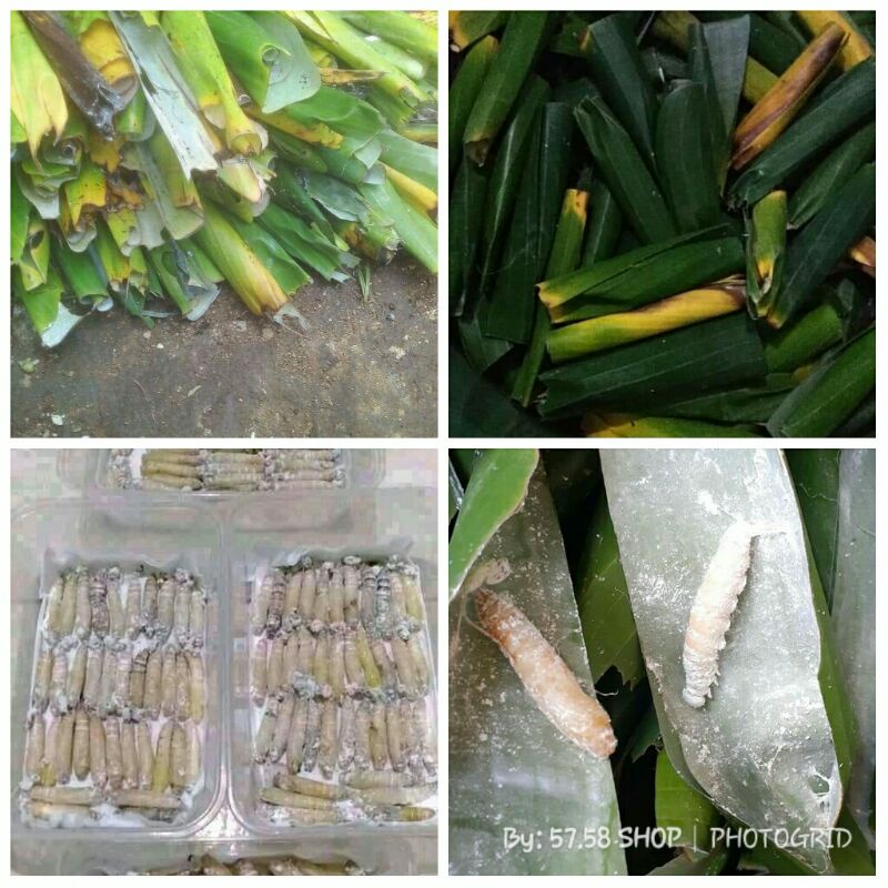 Kepompong Pisang Umpan Bawal dan lele