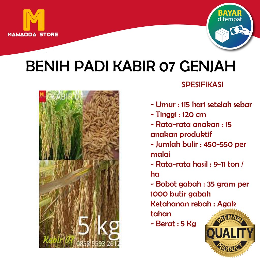 BENIH PADI KABIR 07 / PADI KABIR 07 BIBIT PADI UNGGUL KABIR 5KG