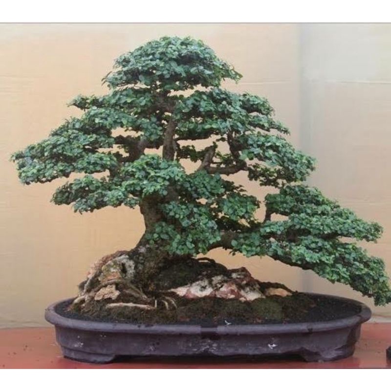 Bibit tanaman ulmus mikro-bahan bonsai