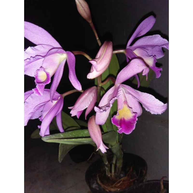 Anggrek Catleya Mantini dewasa