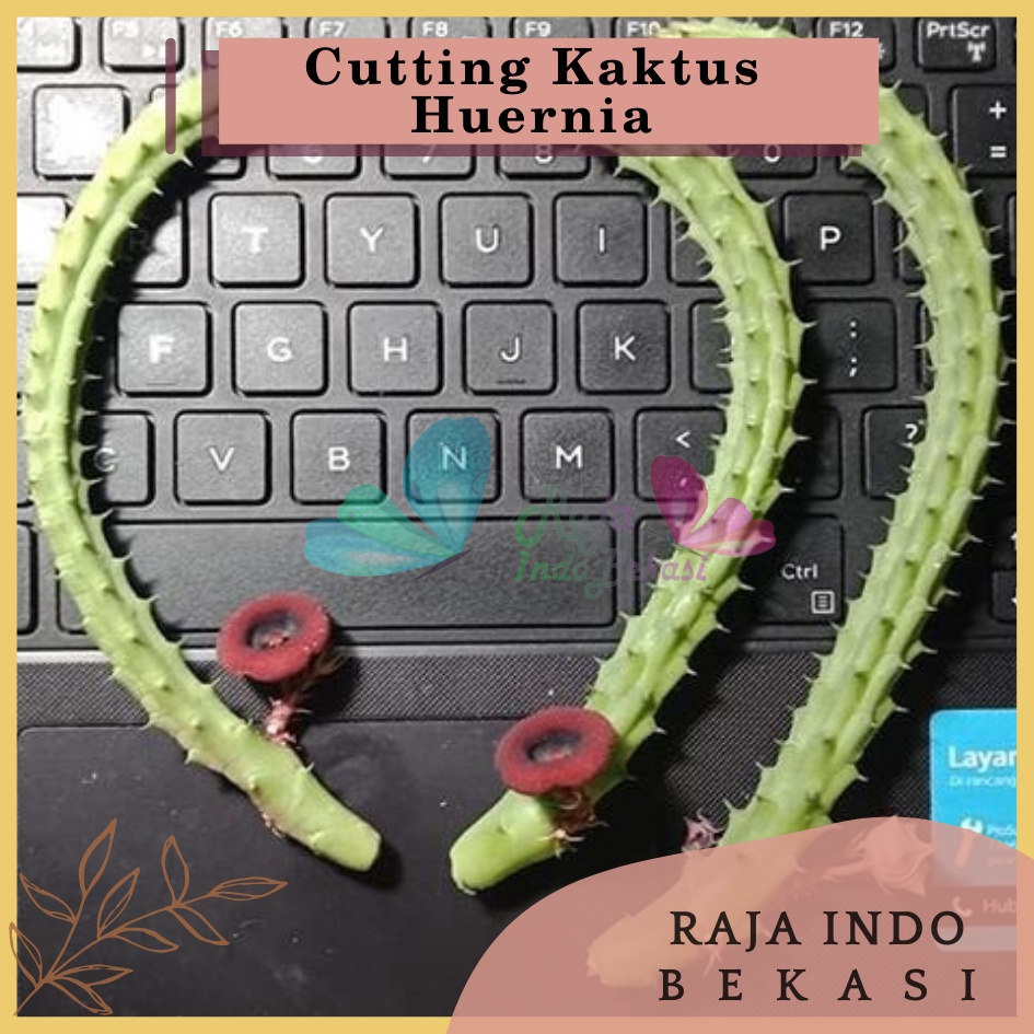 Cutting Kaktus Huernia Cactus Bunga Sekulen Huernia Succulents Unik