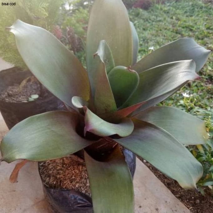pohon bromelia giant - tanaman hias bromelia giant