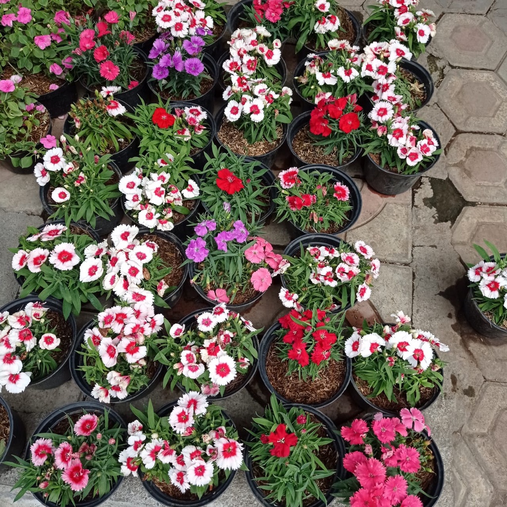 Tanaman hias Anyelir / bunga anyelir / jual bunga anyelir