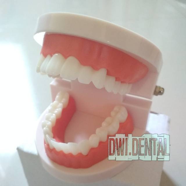 Dental model study gigi bening model studi gigi brace rahang gigi