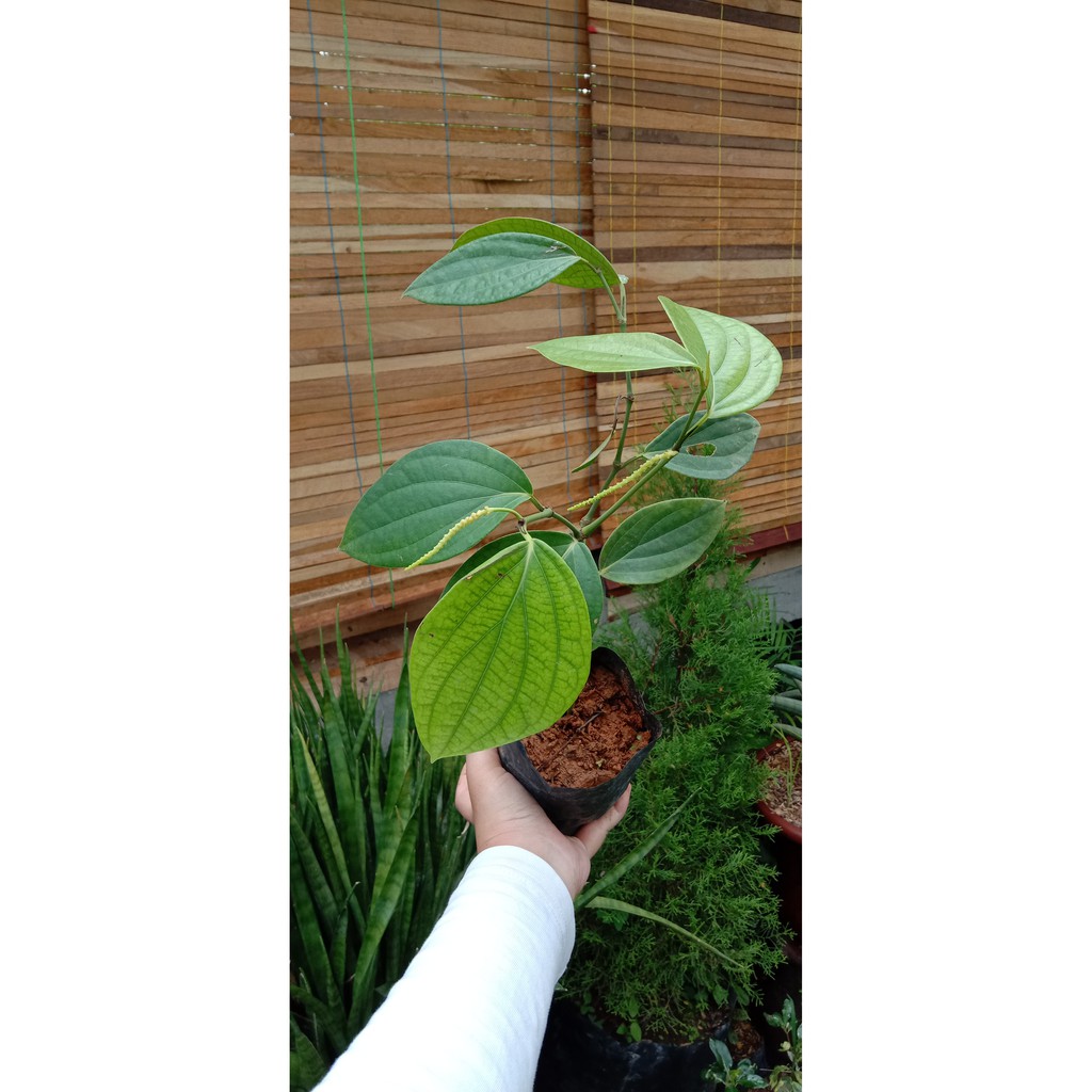 Bibit Tanaman Lada Perdu (Merica Perdu)