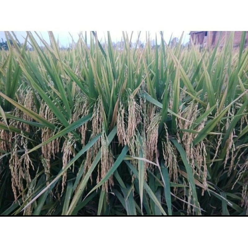 Benih Padi Unggul VR46 5kg