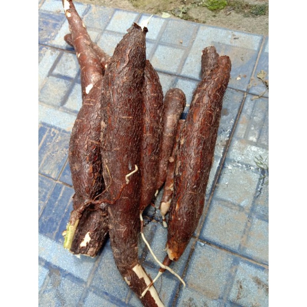 

Singkong segar organik 1kg