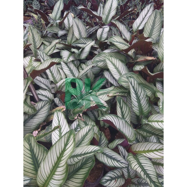 Calathea sisir MURAH - TANAMAN HIAS CALATHEA MAJESTICA WHITE STAR - BAKUL KEMBANG