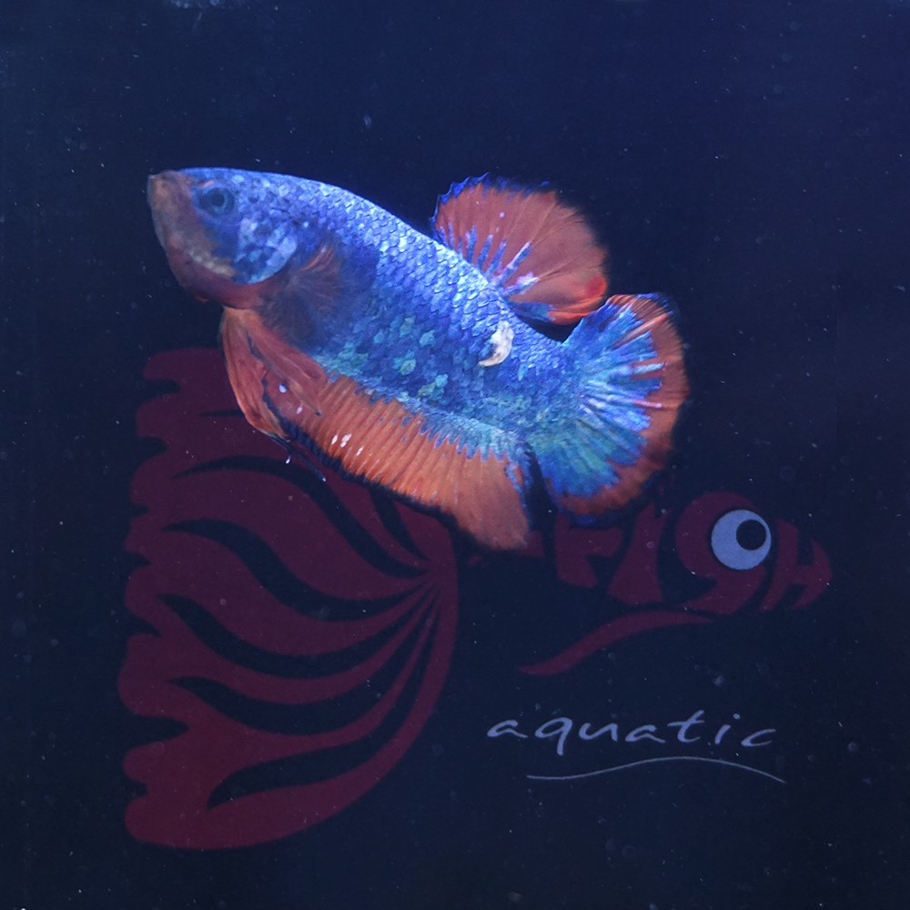 cupang male plakat panda flamingo jantan 0425