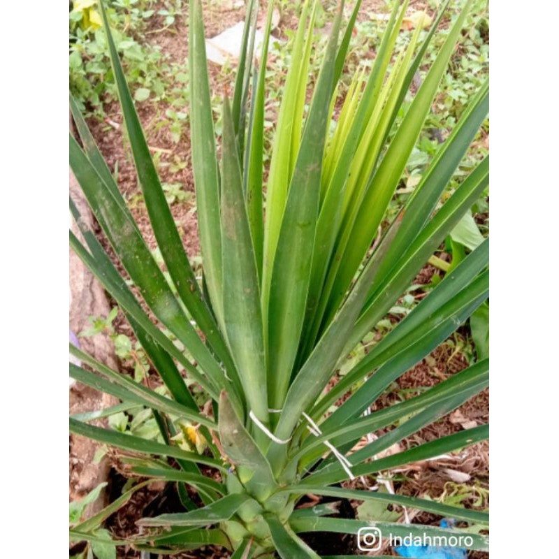 tanaman hias tombak raja/yucca gloriosa