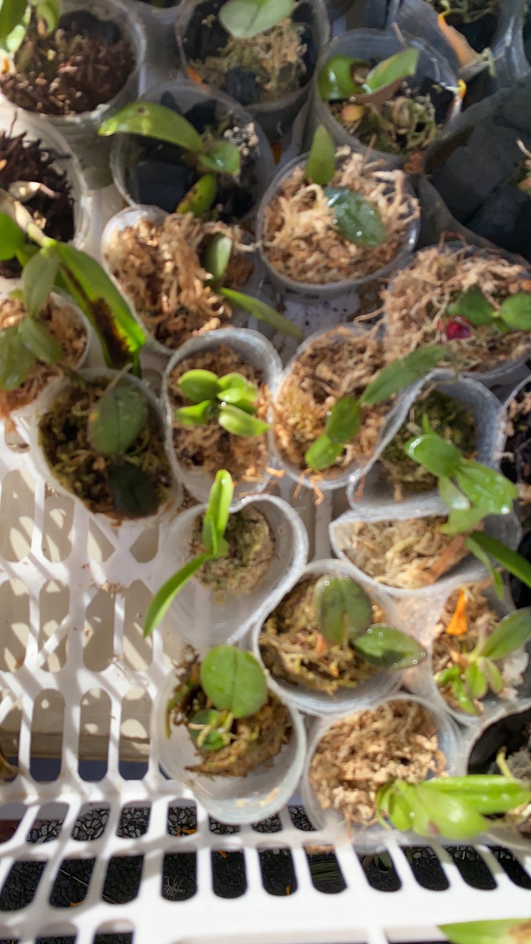 Seedling Cattlyea