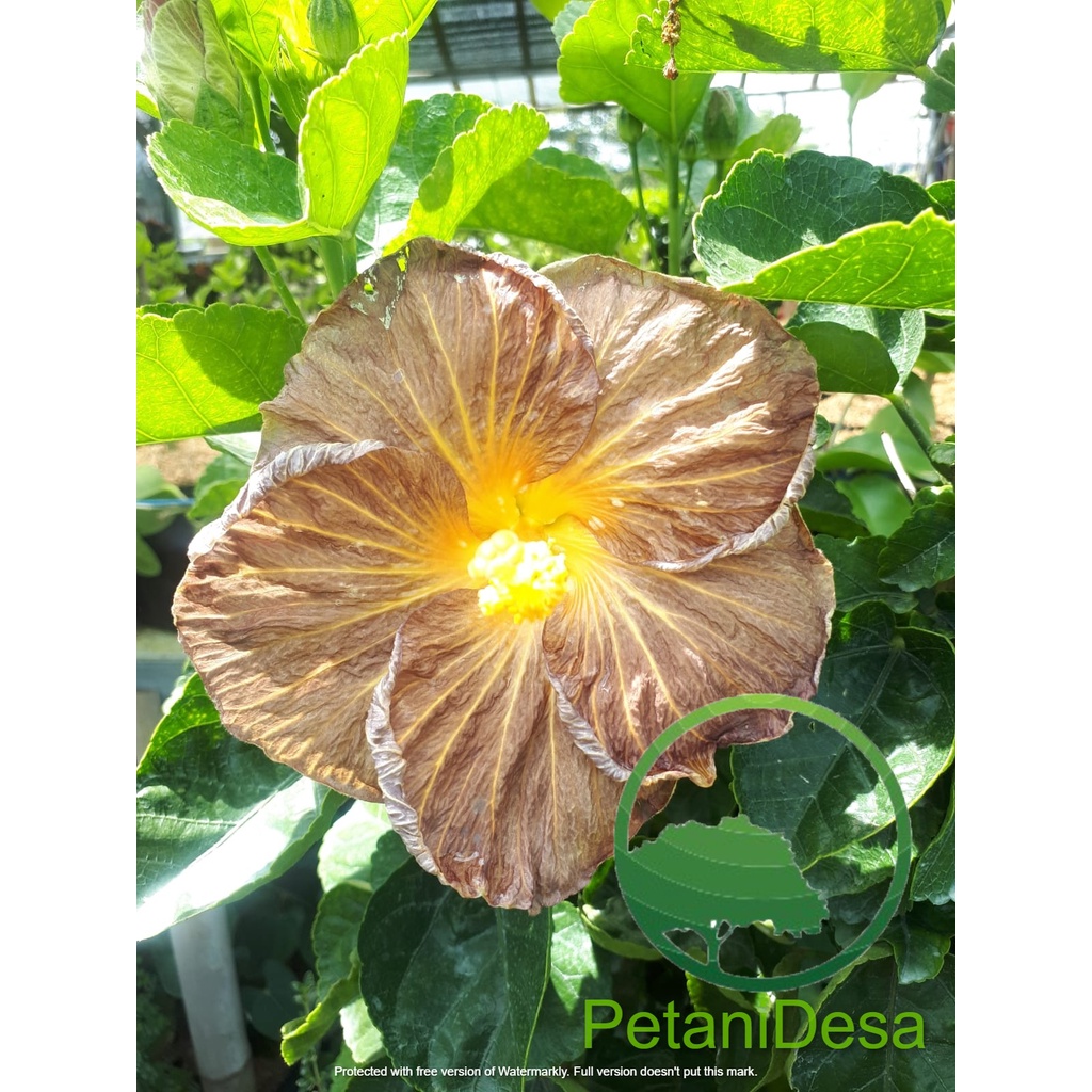Tanaman Hias Bunga Sepatu Import - Hibiscus Import - Darklord