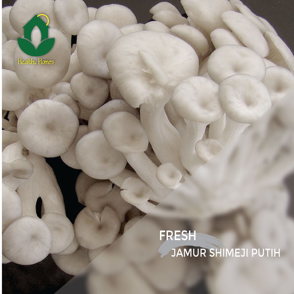 

Jamur Shimeji Putih Segar Jabodetabek