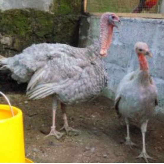 

telur Kalkun Blue Slate