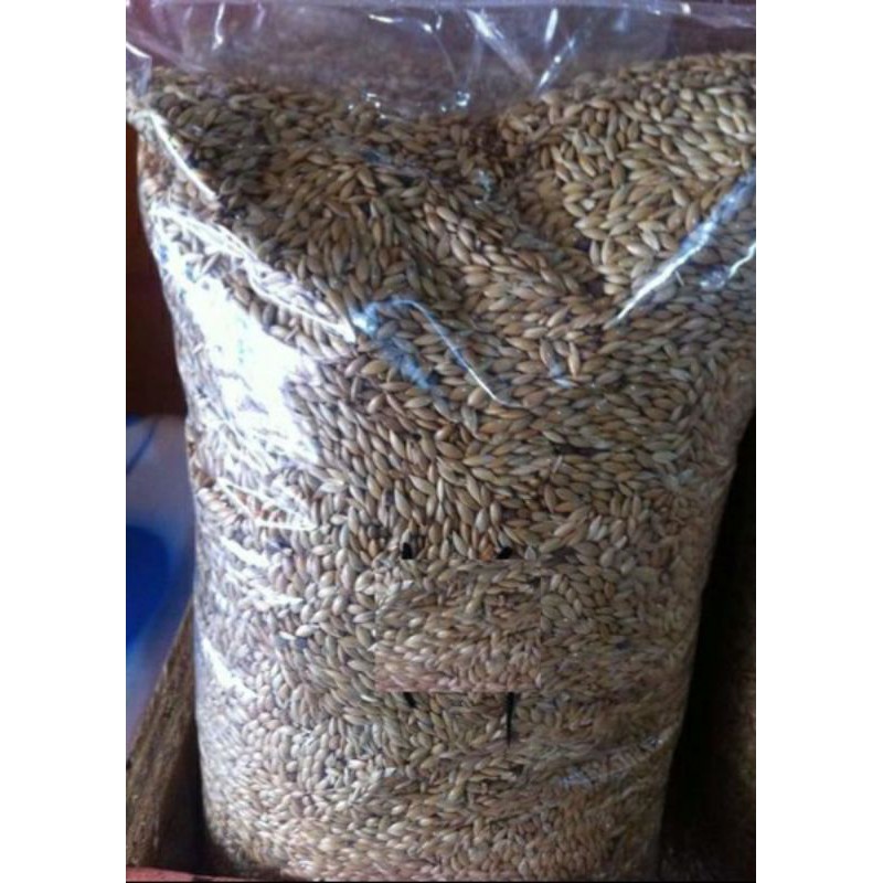 kenari seed / canary seed