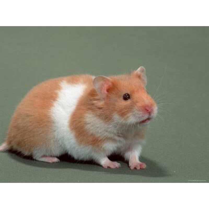 Hamster syrian long hair/short hair, tricolor, satin