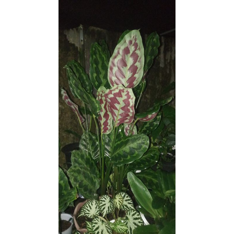 CALATHEA PEACOCK / MERAK