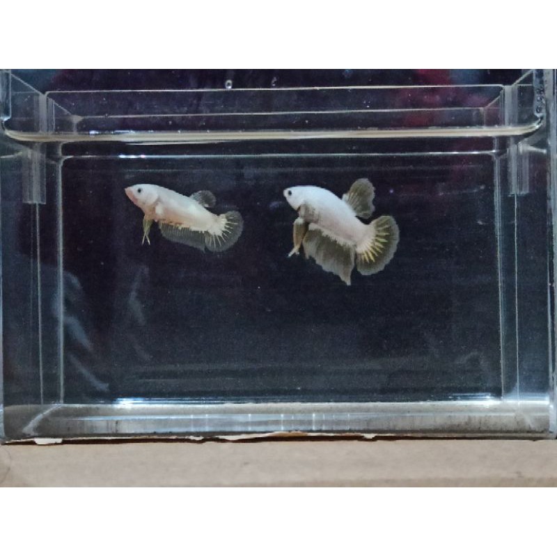 1 pair/pasang cupang yellow dragon