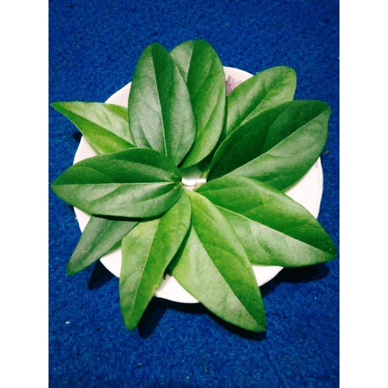 

Daun cincau hijau rambat cincau jelly (500 gr /600-750 lembar)