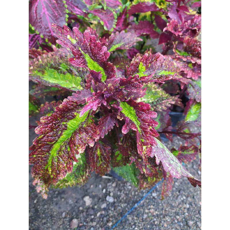 Miana premium id Batik basurek