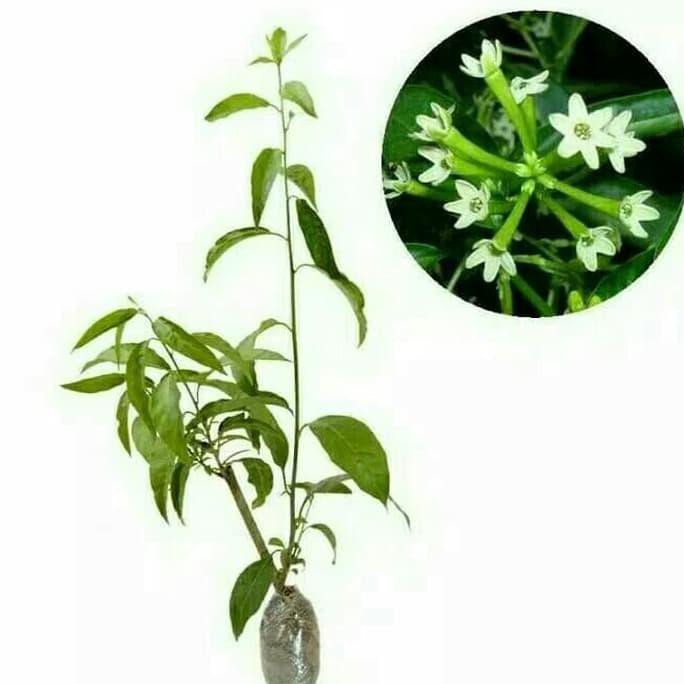 BIBIT TANAMAN HIAS BUNGA ARUM DALU SUPER SELLER