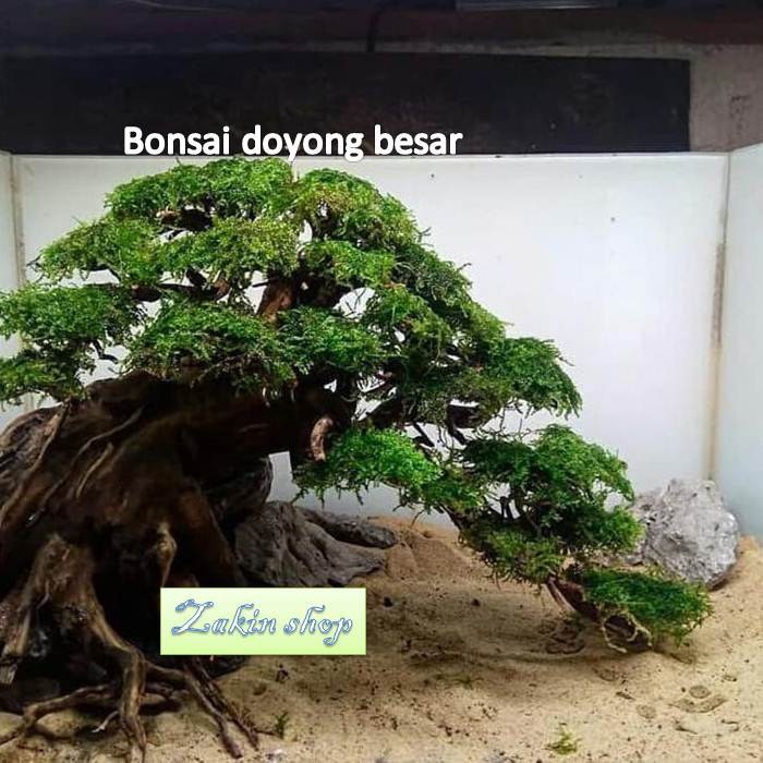 pohon bonsai doyong besar untuk aquarium aquascape