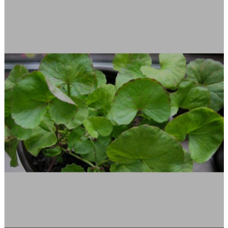

Daun panganan segar 1kg