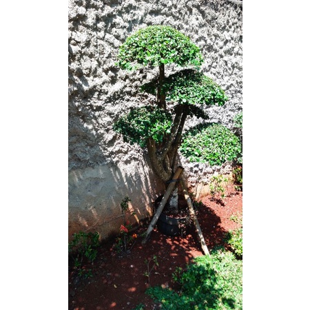 Tanaman Hias Serut / Keserut