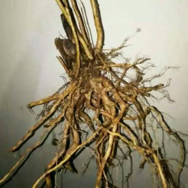 AKAR AQUASCAPE AKAR SENGGANI Shopee Indonesia AKAR AQUASCAPE AKAR SENGGANI Shopee Indonesia