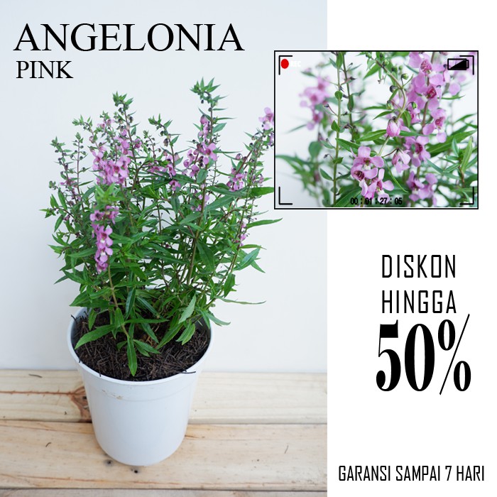 Tanaman bunga Angelonia lavender