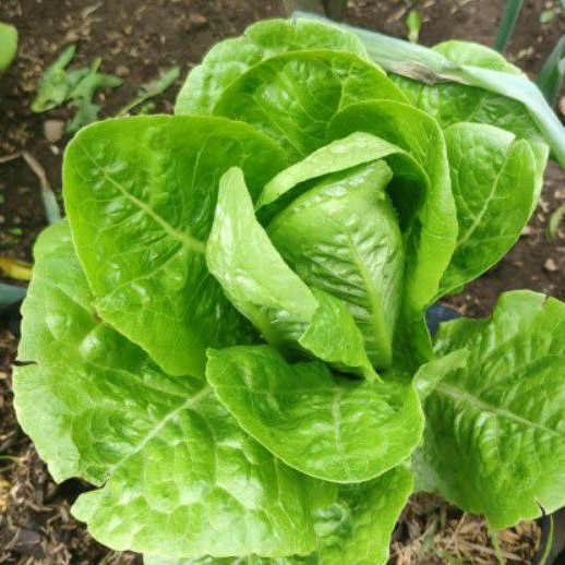 

Letuce Romaine Organik PO 7 Hari