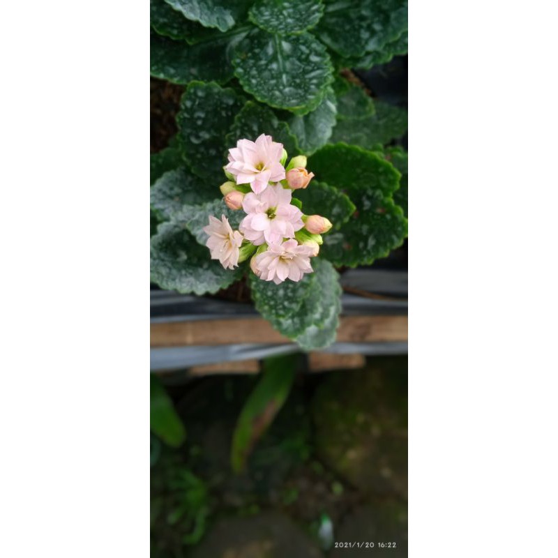 tanaman hias cocor bebek bunga ping muda tumpuk.